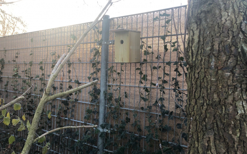 Vogelhuisje Pimpelmees vogelkastje 